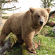 El Oso pardo del Himalaya, una de las especies cuyos restos más se atribuyen al yeti. Foto: Wikimedia Commons